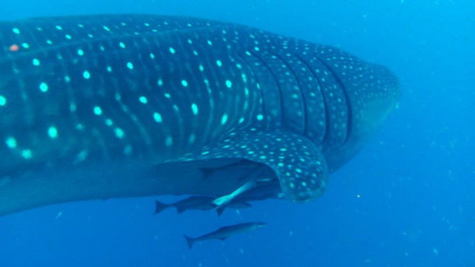 Whale shark spotted by USS Mohawk reef